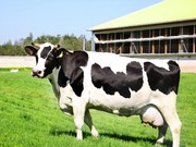 Дойные коровы (крупно рогатый скот)