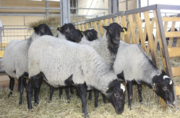 Овцы,  ягнята,  жывой вес Украина